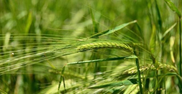 Mais cerveja no copo, mais cevada no campo