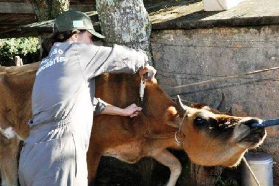 Febre Aftosa – Quem não imunizar terá que pagar multa