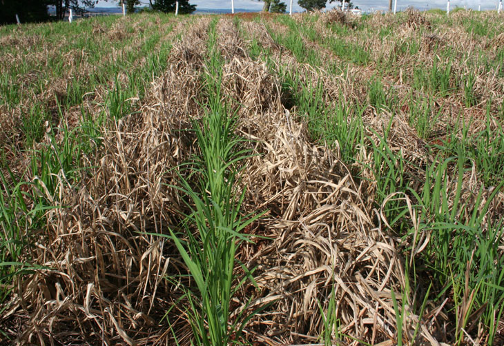 Área plantada de arroz chega a 51,08% no Rio Grande do Sul