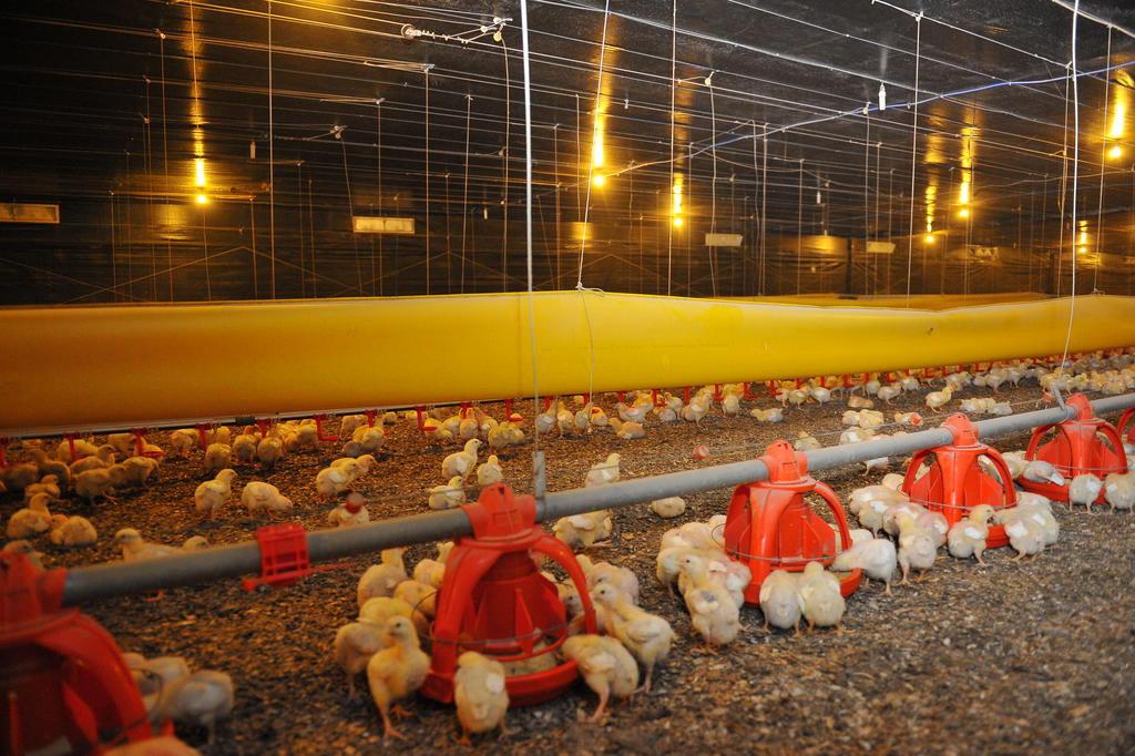 Sistema americano aumenta produção de aves