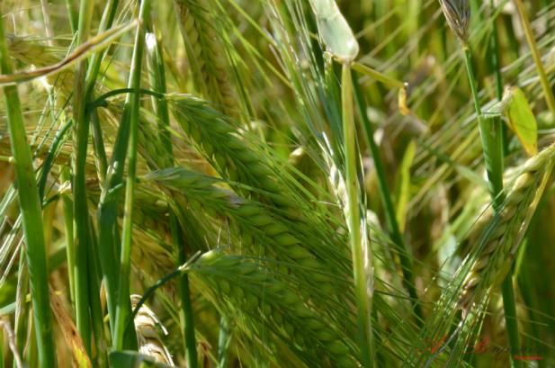 Cultivares de cevada devem chegar ao mercado em 2016