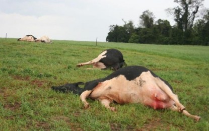 Raios matam cerca de 2 mil bovinos ao ano no Brasil