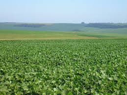 País deve colher 56,2 milhões de hectares em 2014, estima o IBGE