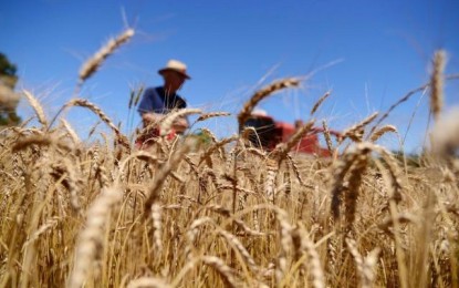Perdas no trigo reduzem em R$ 1 bilhão o faturamento das lavouras