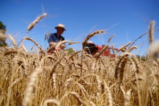 Perdas no trigo reduzem em R$ 1 bilhão o faturamento das lavouras