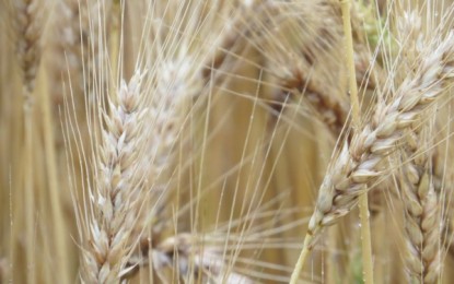 Emater/RS-Ascar recebe mais de oito mil pedidos de Proagro para trigo