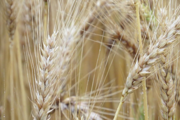 Emater/RS-Ascar recebe mais de oito mil pedidos de Proagro para trigo