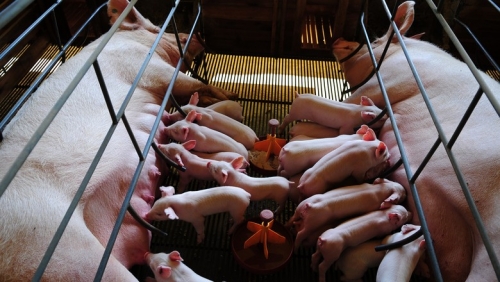 BRF anuncia fim de gaiolas de gestação para suínos