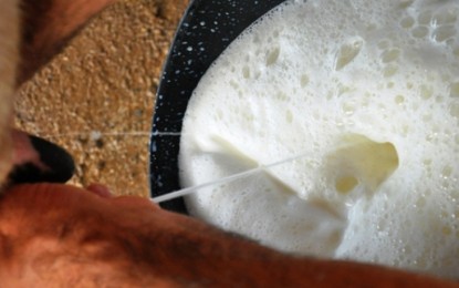 Tiradentes do Sul: Produtores de leite reivindicam pagamento do leite pela empresa Santa Rita