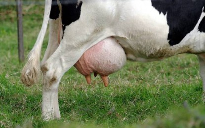 Produtores de leite não aceitam proposta de pagamento da empresa Mondaí