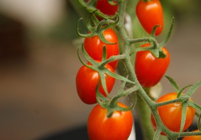 9 motivos para usar fungo trichoderma na agricultura orgânica