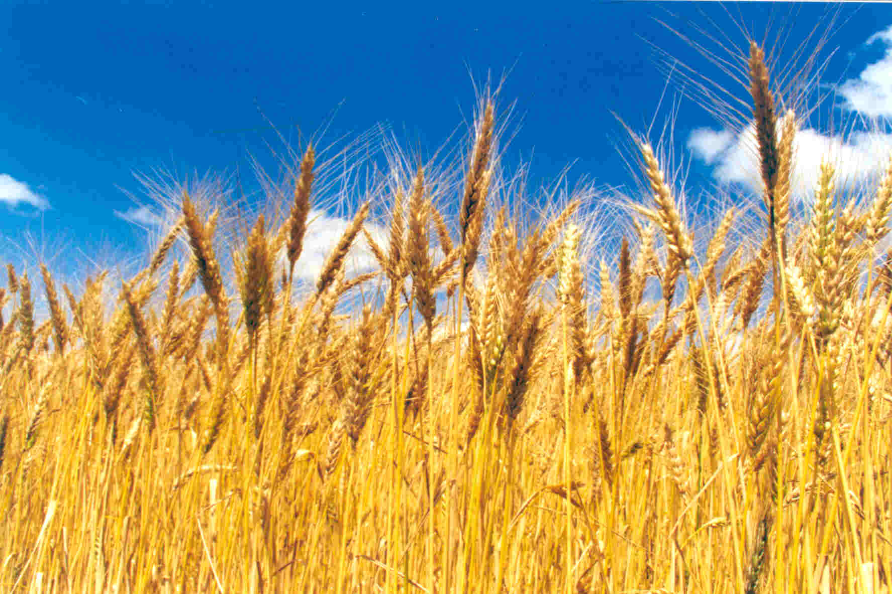 Emater/RS-Ascar recebe mais de oito mil pedidos de Proagro para trigo