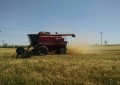 Inicia colheita de trigo na região Celeiro