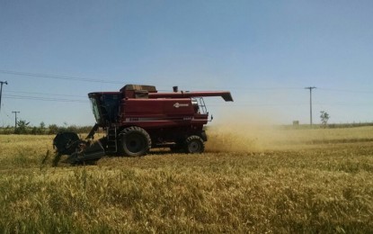 Pepro para venda e escoamento de 211 mil toneladas de trigo é nesta quinta, dia 6