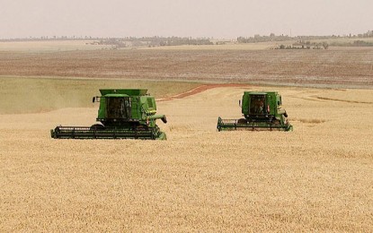 Preços do trigo registram aumento nos últimos dias