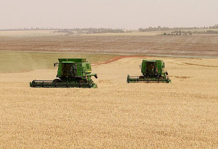 Preços do trigo registram aumento nos últimos dias