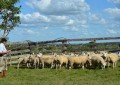 Com rebanho 12% maior em quatro anos, ovinocultura gaúcha quer retomar força e expandir mercado