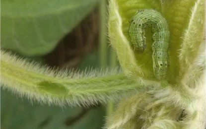 Agricultores precisam ter atenção com mariposas Helicoverpa no RS