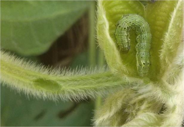 Praga da Helicoverpa se espalha pelo Rio Grande do Sul