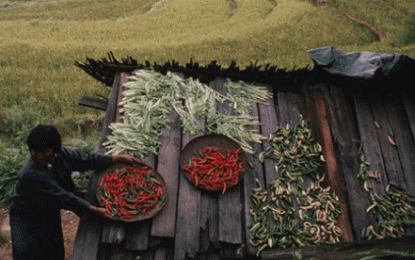 Butão será o primeiro país do mundo que só permitirá agricultura orgânica