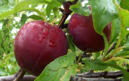 Agricultores trabalham na colheita de pêssego e ameixa em pomares do RS