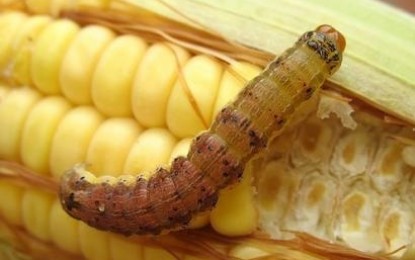 Pragas já causaram prejuízos de US$ 250 bilhões no mundo