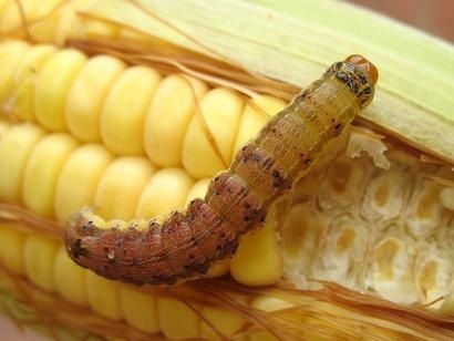 Pragas já causaram prejuízos de US$ 250 bilhões no mundo