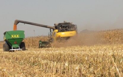 Milho tem estoque 26% maiores que os de um ano atrás