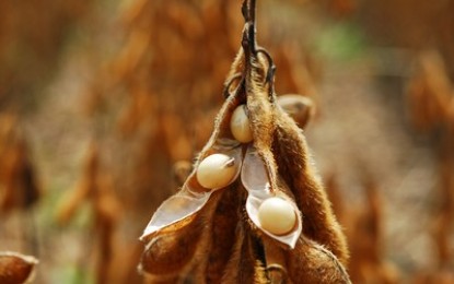 Pouca chuva e calor forte preocupam produtores de soja e milho do RS