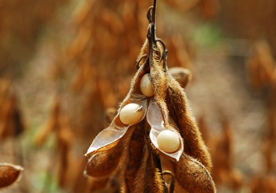 Pouca chuva e calor forte preocupam produtores de soja e milho do RS