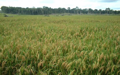 Governo do RS realiza leilão de venda de 75 mil toneladas de arroz
