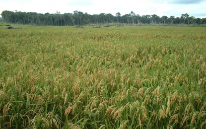 Semeadura de arroz no RS chega ao fim