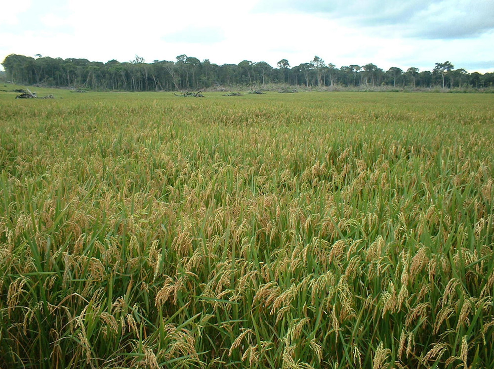 Governo do RS realiza leilão de venda de 75 mil toneladas de arroz