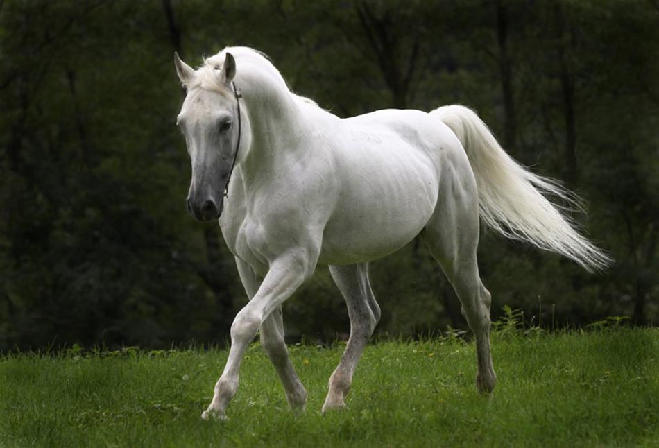 Cavalos são tratados com homeopatia e quiropraxia no Rio Grande do Sul
