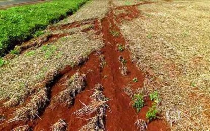 Por mau uso, solos férteis devem cair pela metade até 2050