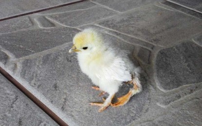 Pintinho com três pernas, em Porto Mauá