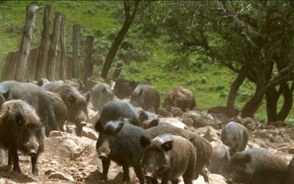 Javali virou praga ambiental no RS