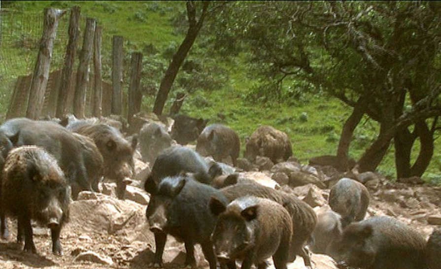 Javali virou praga ambiental no RS