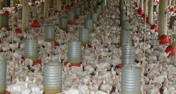 Abates de frangos e de suínos batem recordes no 3º trimestre, segundo IBGE