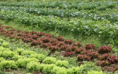 Repelente natural para horta doméstica
