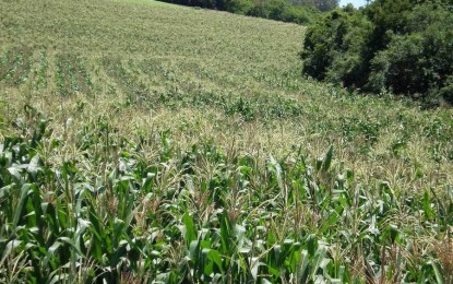 Grande volume das chuvas do final de semana favorece a cultura do milho