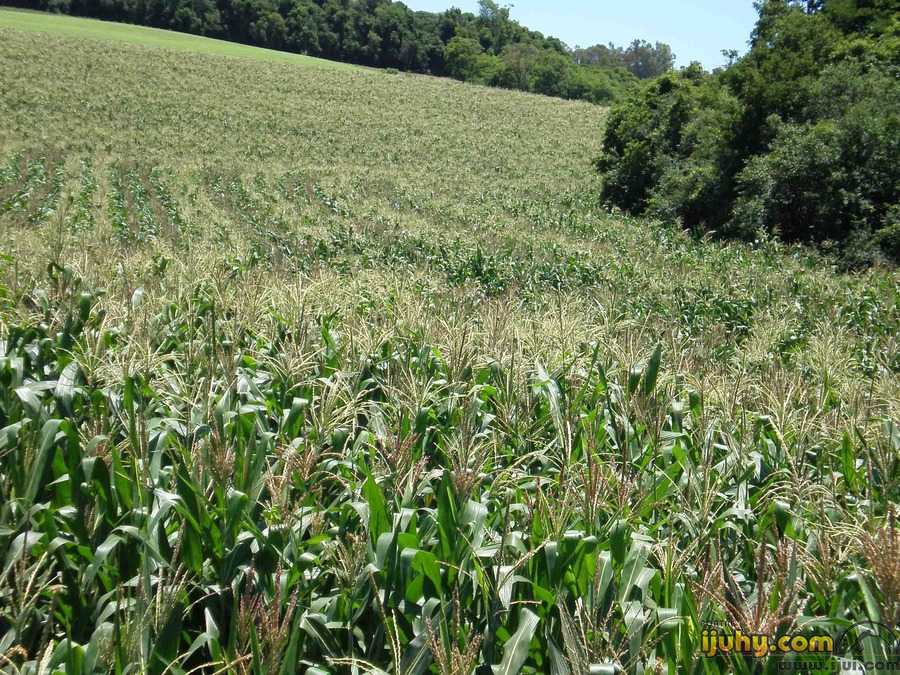 Grande volume das chuvas do final de semana favorece a cultura do milho