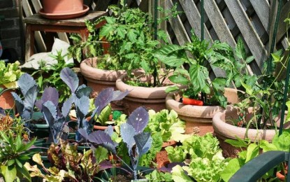 Dicas de como cultivar uma horta orgânica em casa