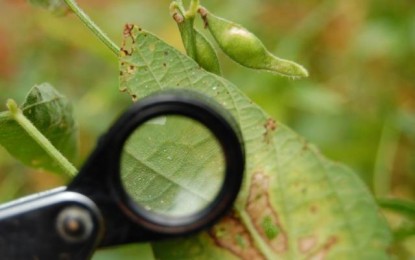 Maior risco de doenças e pragas exigirá manejo cuidadoso para garantir boa safra de soja