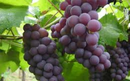 Fungo prejudica uvas na serra gaúcha