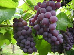 RS: Safra de uva deve ter produtividade elevada