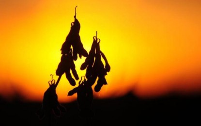 Cultivada há cem anos no país, soja deve gerar R$ 45,2 bi no RS em 2015