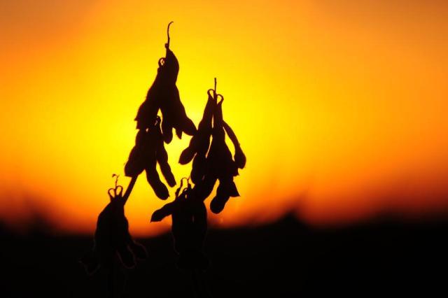 Cultivada há cem anos no país, soja deve gerar R$ 45,2 bi no RS em 2015