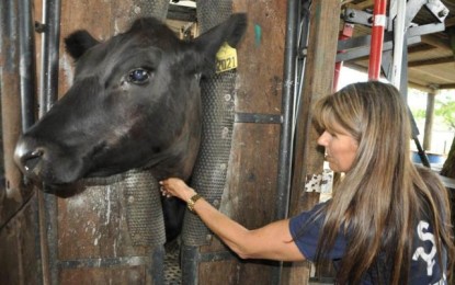 Carrapatos são controlados em rebanhos bovinos por meio de seleção genética