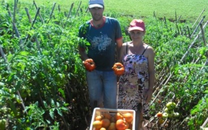 Produção de tomate ganha destaque em Sarandi